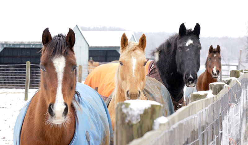 Winter Horses