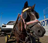 Working equine