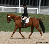 OTTB dressage horse