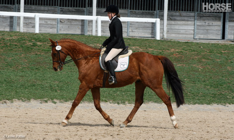 Thoroughbred Dressage