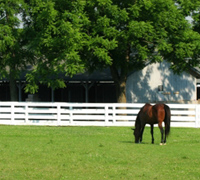 Kentucky Horse