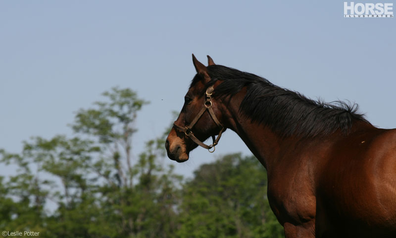 Thoroughbred Thoroughbred