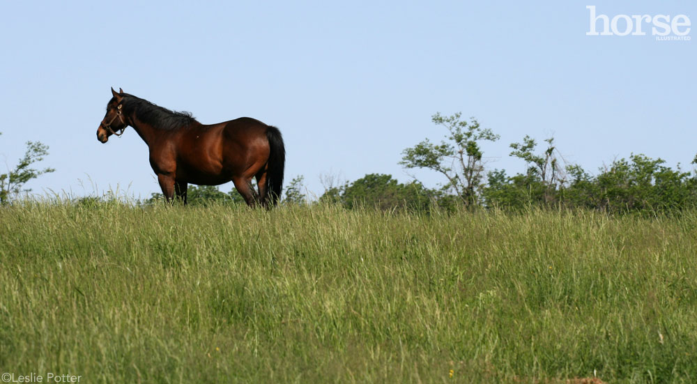 Thoroughbred in the pasture