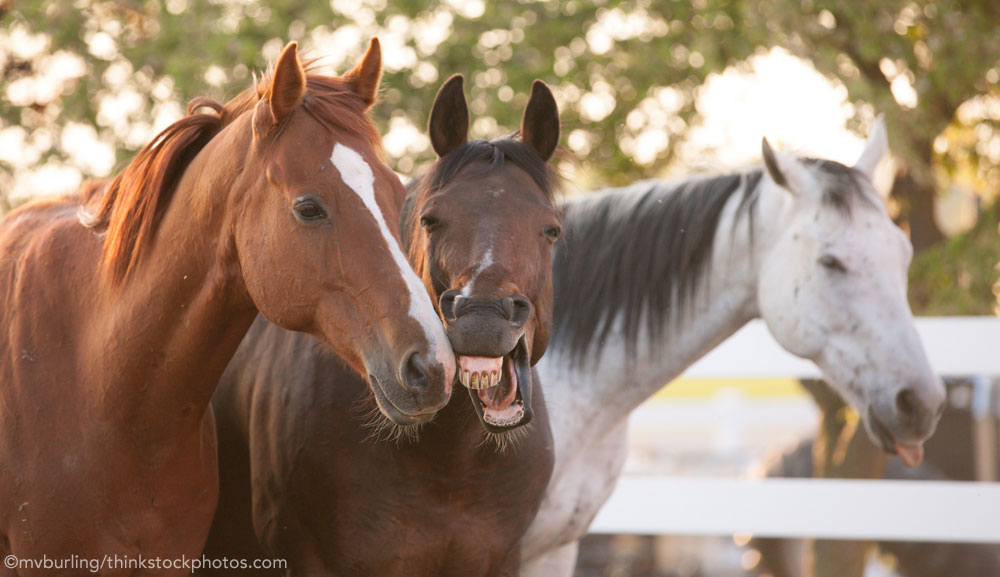 Three horses