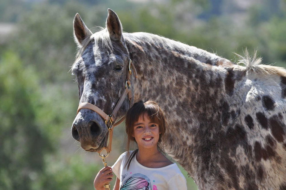 Tony D the Rescue Horse