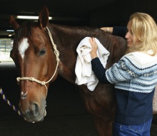 Toweling a horse