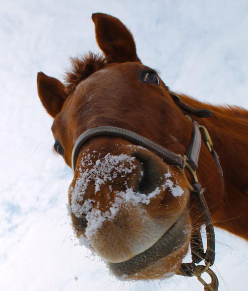 Winter Horses