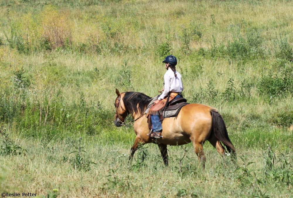 Exercise for Overweight Horse