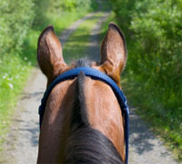 Equestrian trail riding