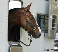 Horse in trailer