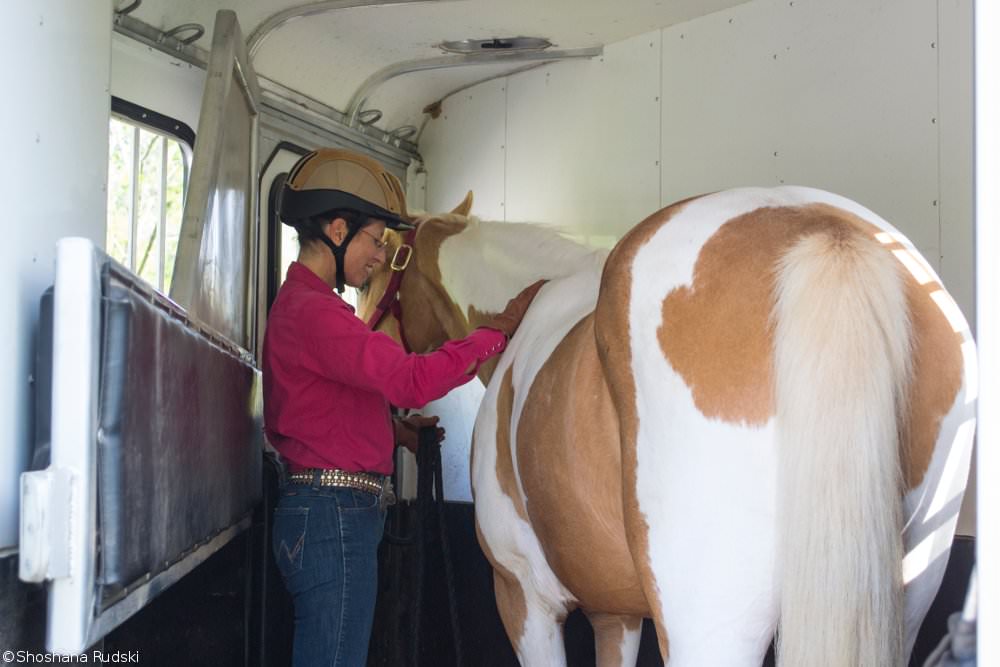 Horse Inside Trailer