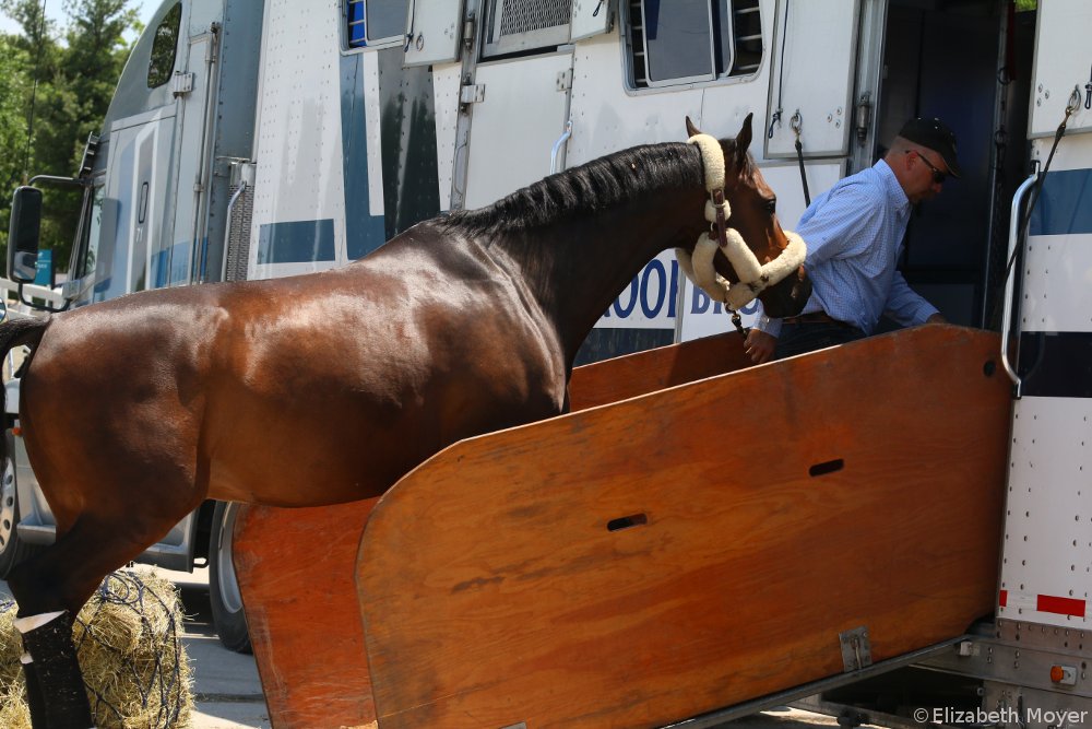 Horse Trailer