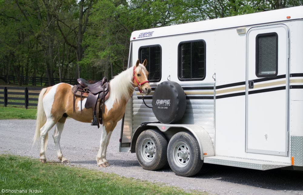 Horse Tied to Trailer