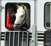 Horse in trailer