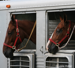 Horses in trailer