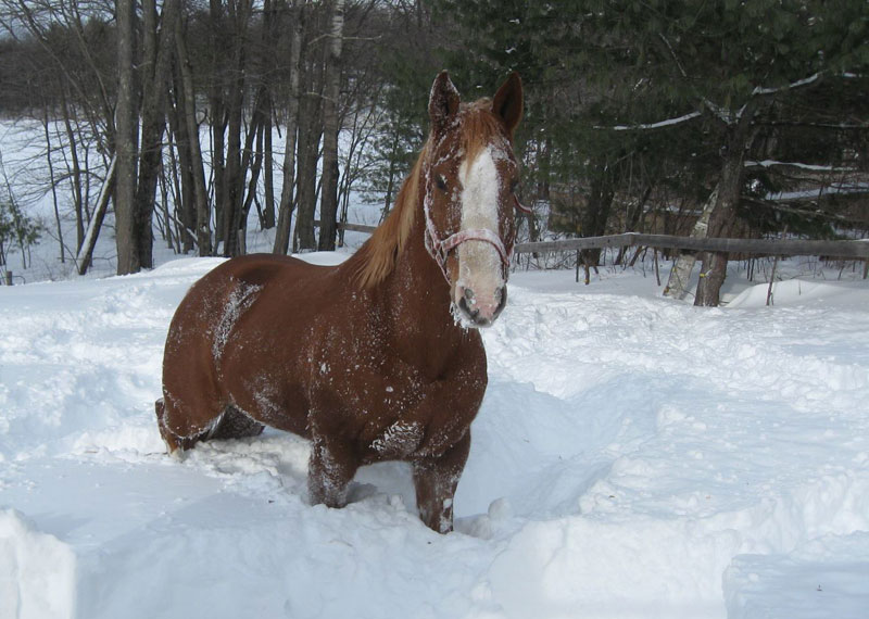 Winter Horses