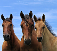 The Equine Industry Vision Award will be given during the 2010 AHP convention