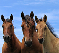 The Days End Farm Horse Rescue won the Henry Bergh Award