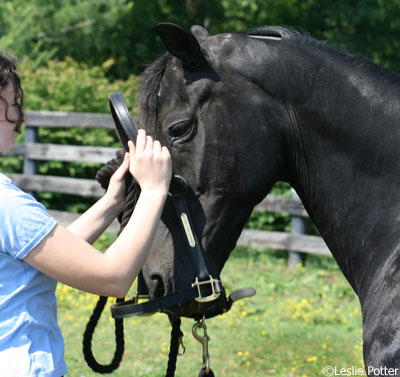 Turning out a horse