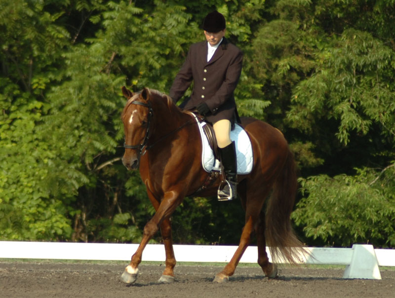 Tennessee Walking Horse