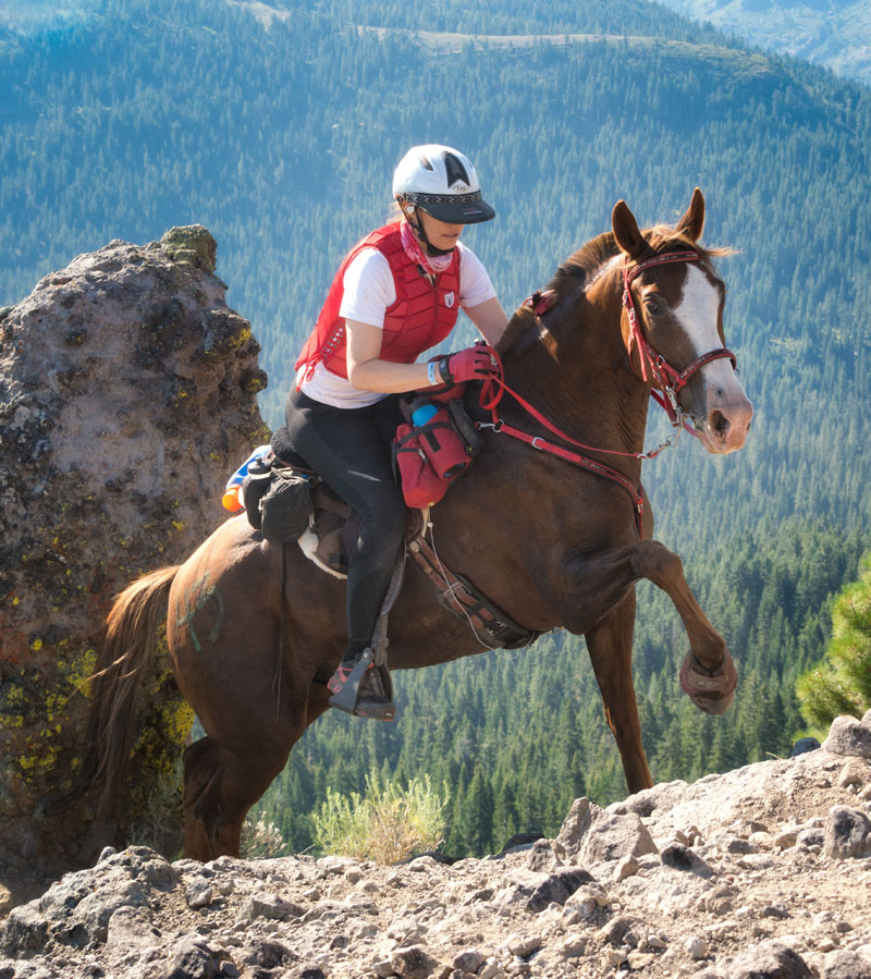 Tennessee Walking Horse