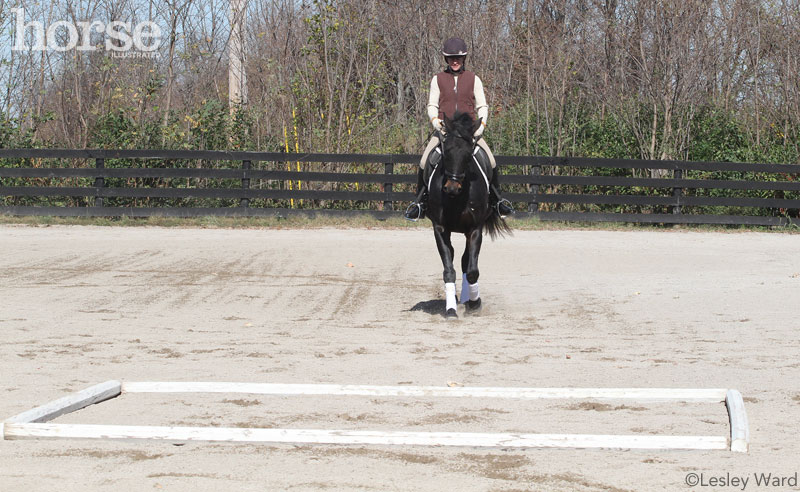 Two Pole Exercise for Horses