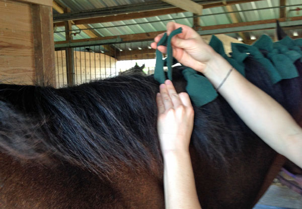 Tying the Mane