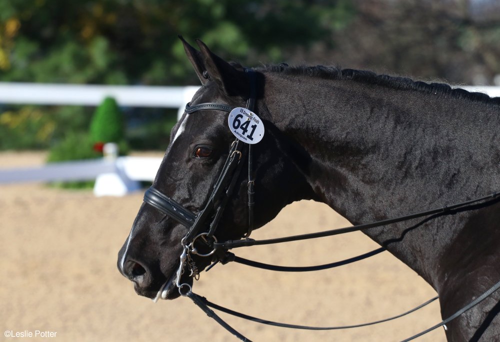 U.S. Dressage Finals