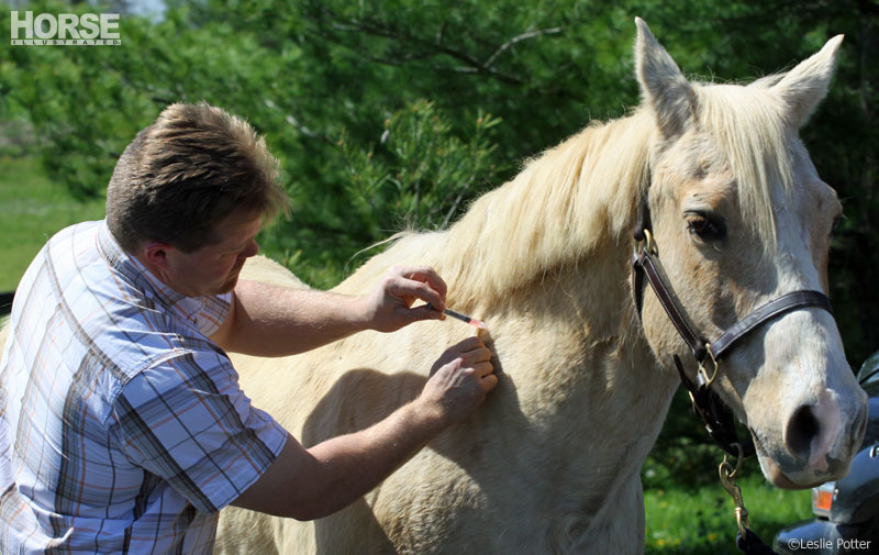 Equine Vet Equine Vet