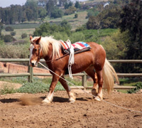 Vaulting horse