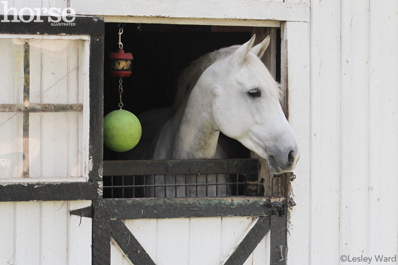 Horse Wellness Exam