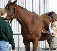 Equine veterinarian