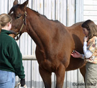 33 veterinary medicine students will be granted scholarships