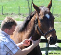 Equine Vet