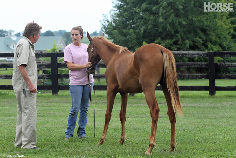 A young colt prepares for gelding surgery