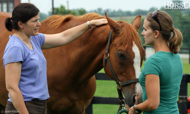 Horse Vet