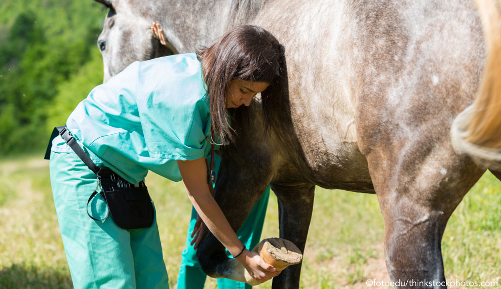 Equine Vet