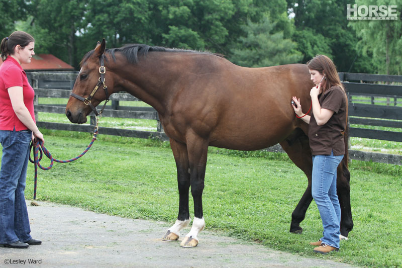 Vet caring for a colic patient Vet caring for a colic patient