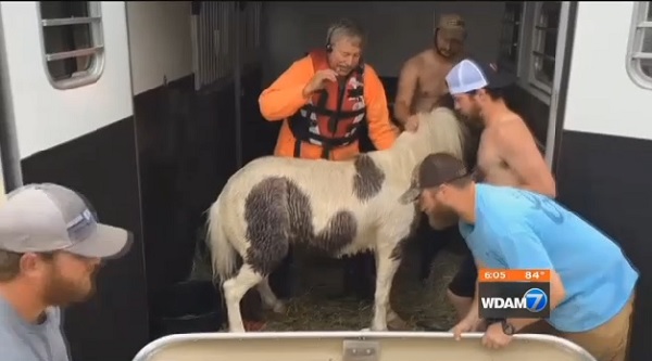 Horse
Rescue