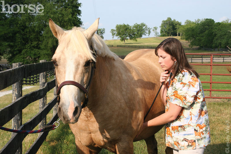 Vet Listening to a Horse's Heart