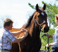 Equine vet vaccines