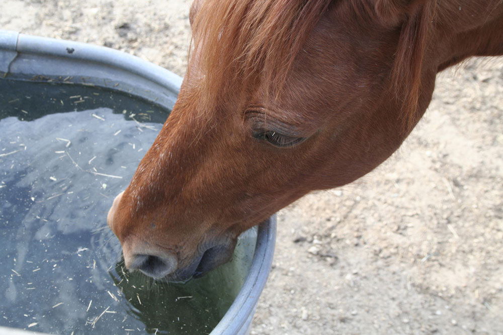 Horse Drinking Water