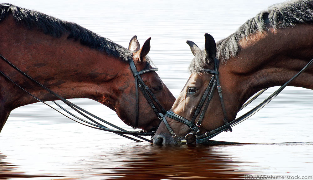 Horses Drinking Water