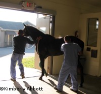 Rood and Riddle Equine Hospital