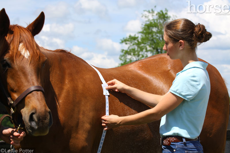 Estimating a horse's weight using a weight tape