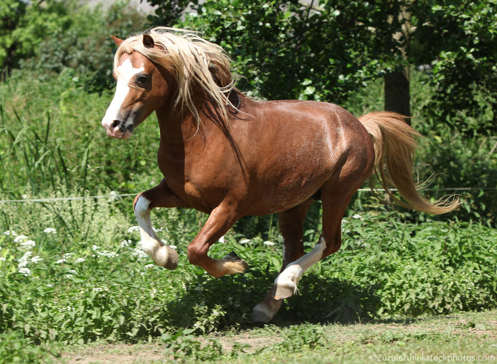 Welsh Pony Running