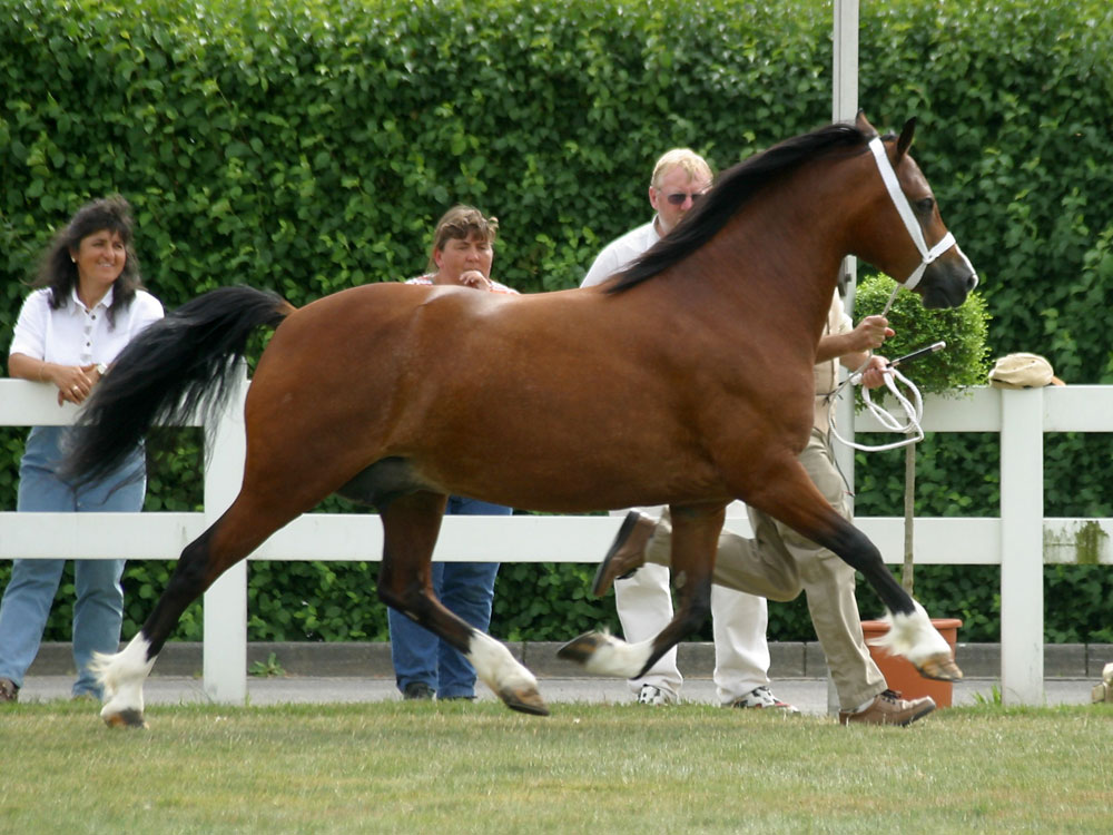 Welsh Pony