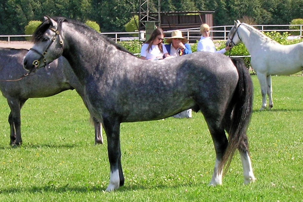 Welsh Pony