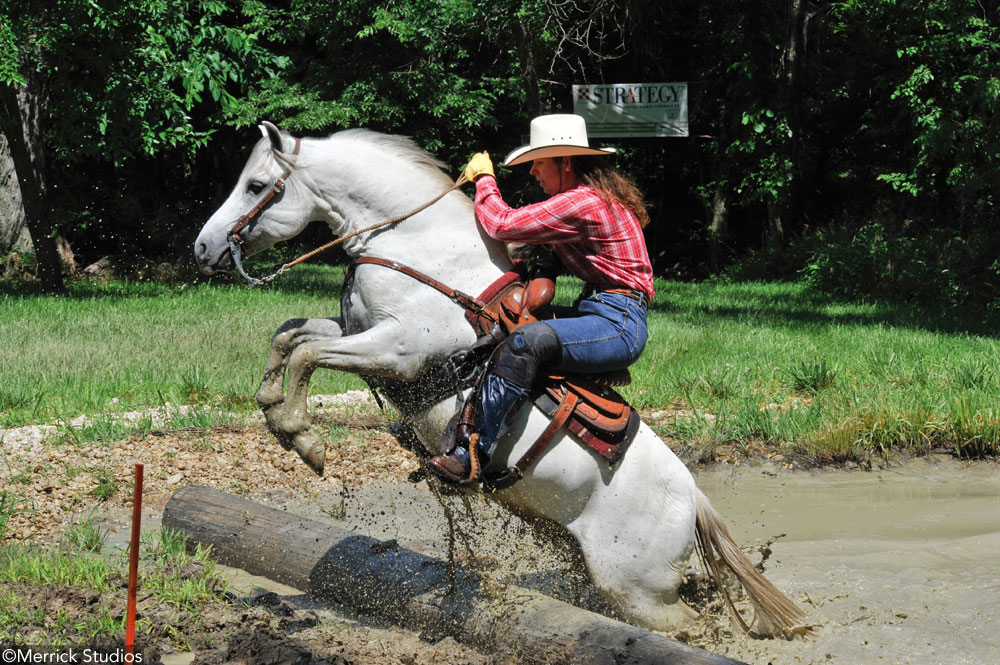 Welsh Pony