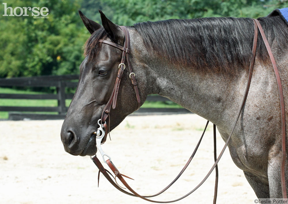 Western Bridle